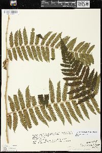 Cyathea pungens image