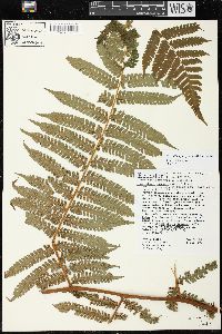 Cyathea pungens image