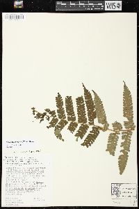 Cyathea pungens image