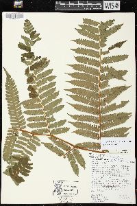 Cyathea pungens image