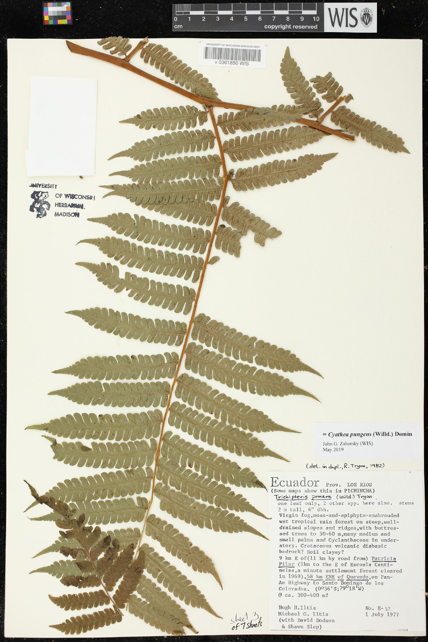 Cyathea pungens image