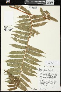 Cyathea pungens image