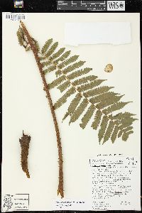 Cyathea pungens image