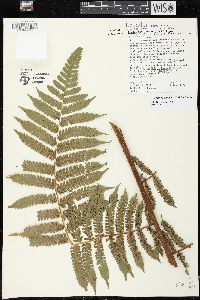 Cyathea pungens image