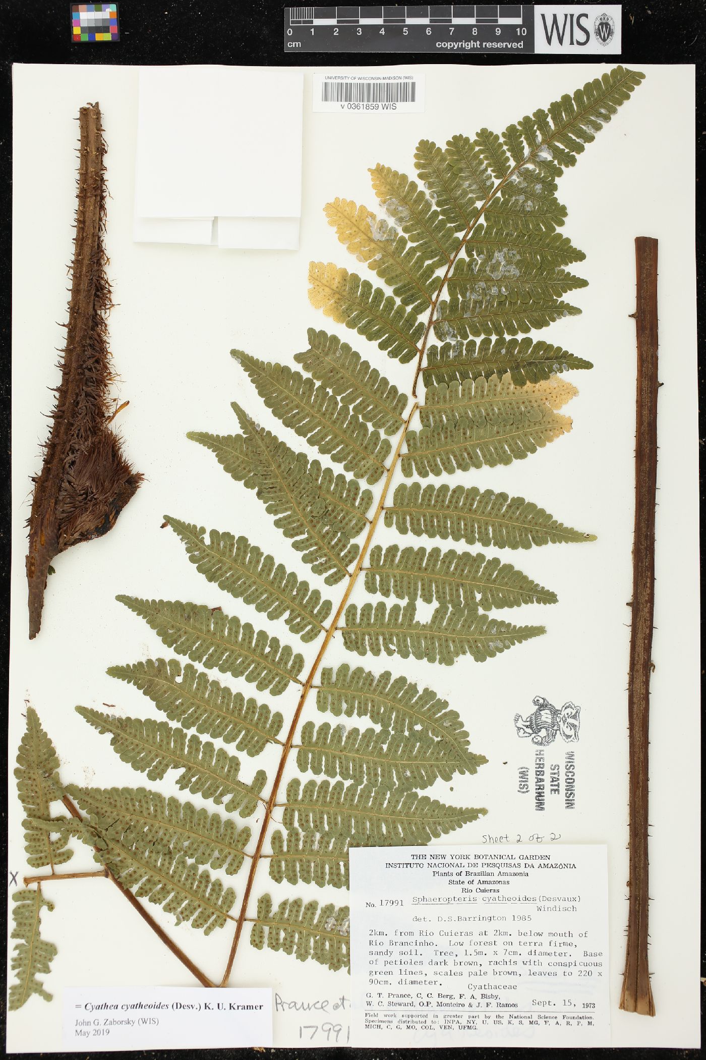 Cyathea cyatheoides image
