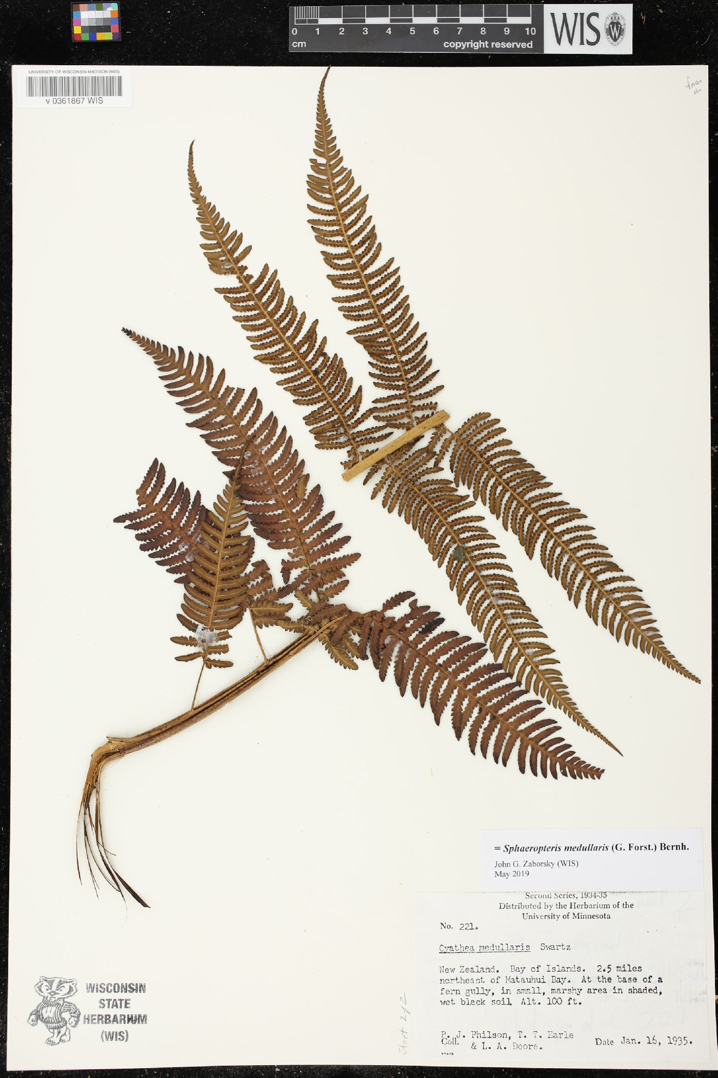 Cyathea medullaris image