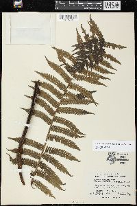 Cyathea moseleyi image