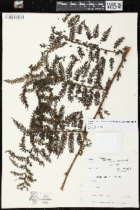 Cyathea novae-caledoniae image