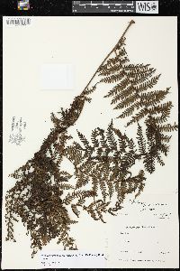 Cyathea novae-caledoniae image