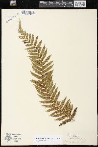 Cyathea smithii image