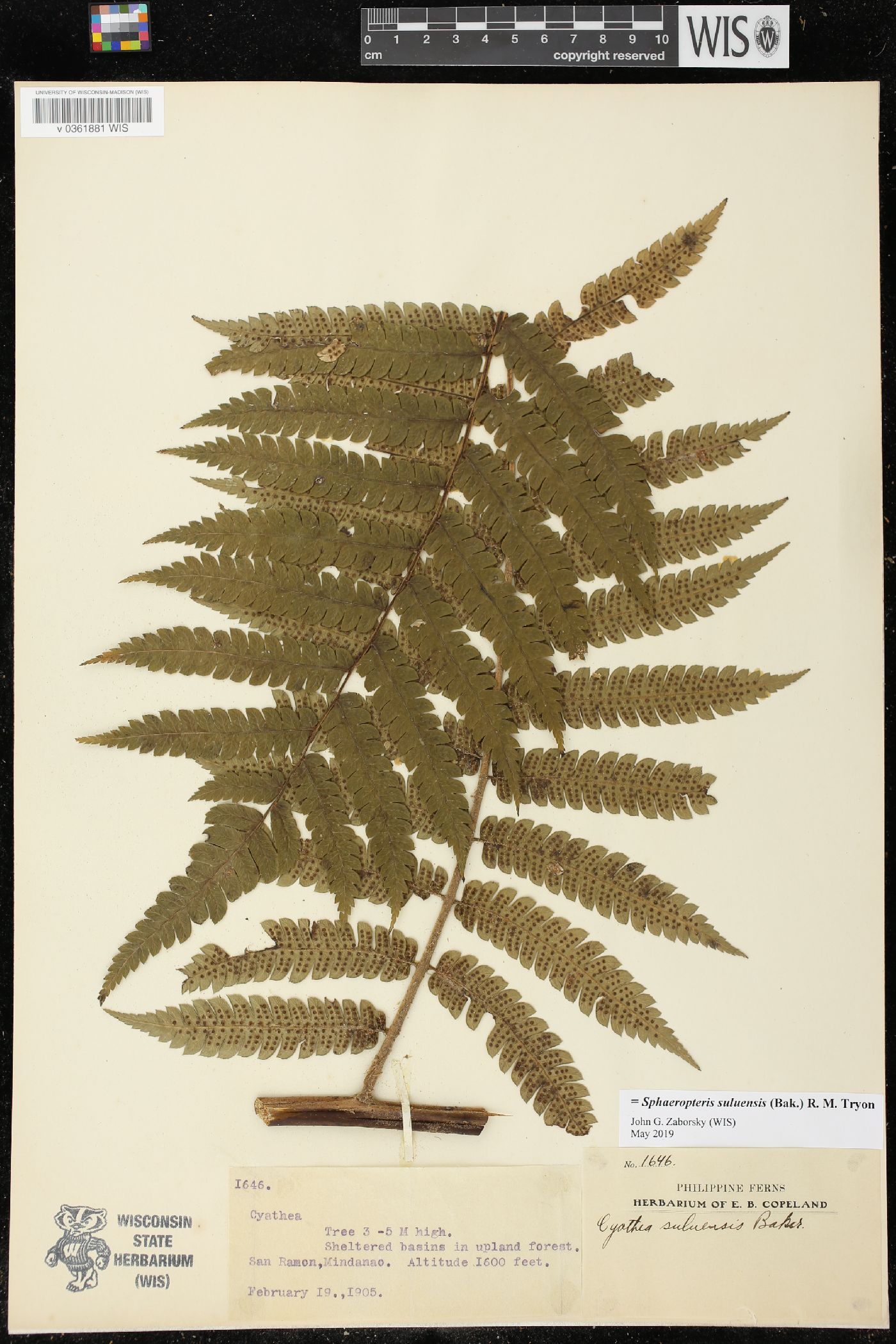 Cyathea suluensis image