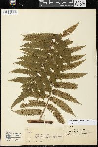 Cyathea suluensis image