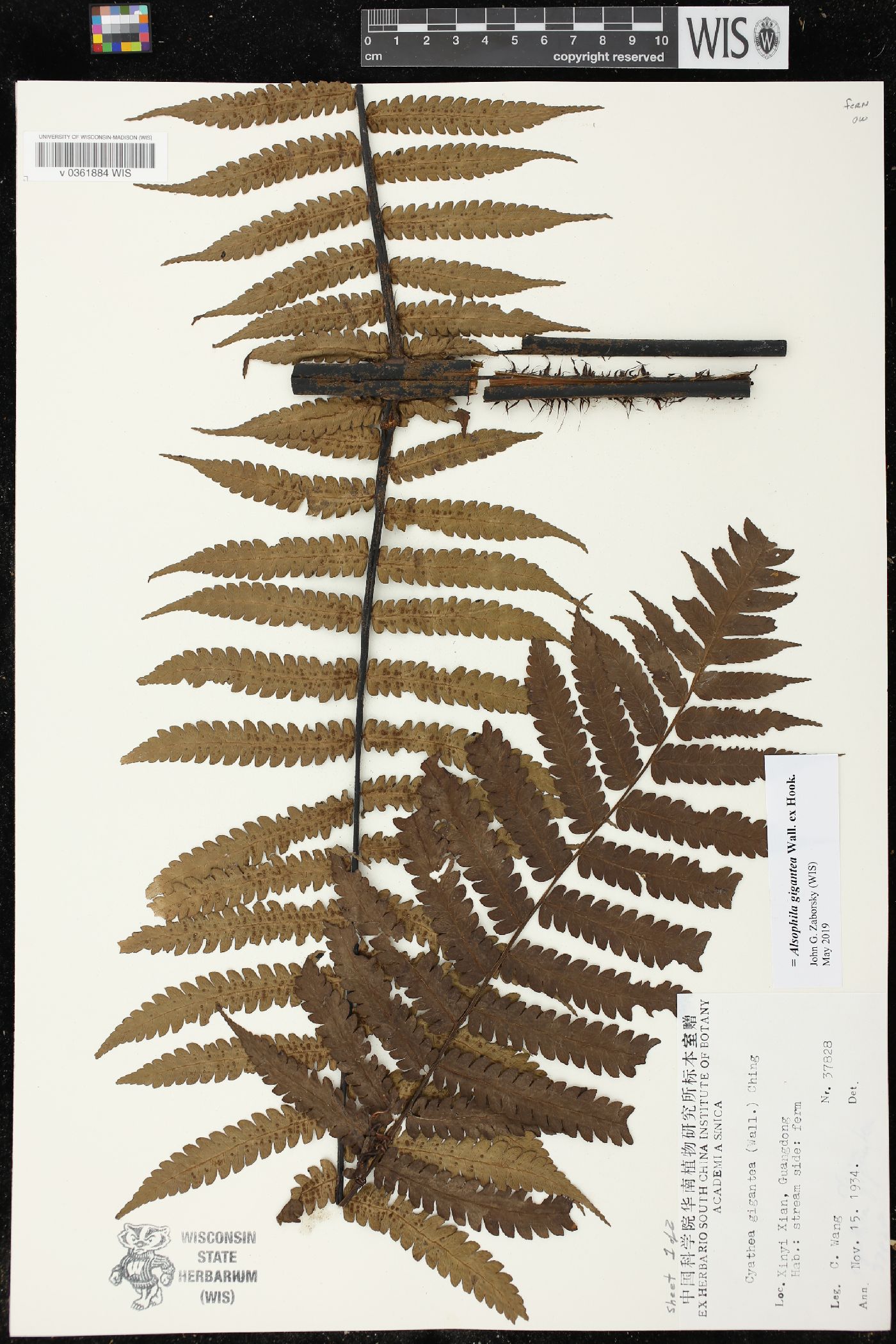 Cyathea gigantea image