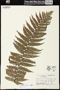 Cyathea leichhardtiana image