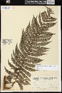 Cyathea novae-caledoniae image