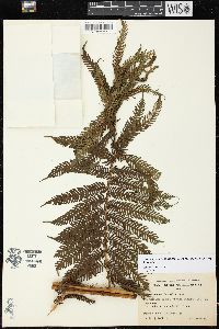 Cyathea lunulata image