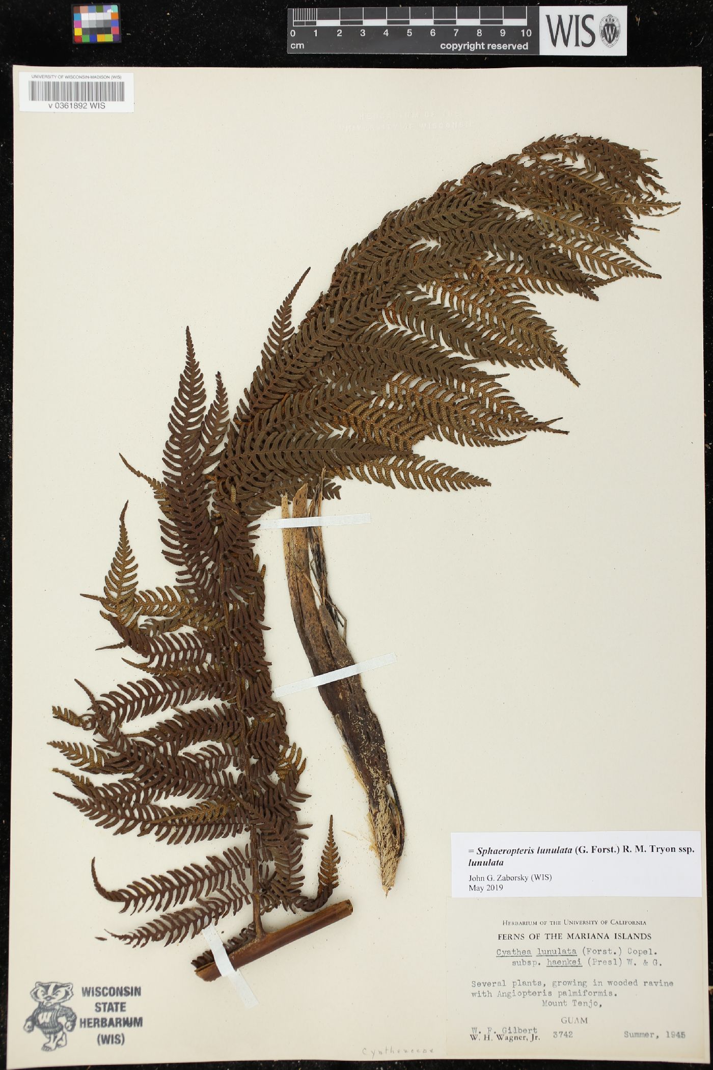 Cyathea lunulata image