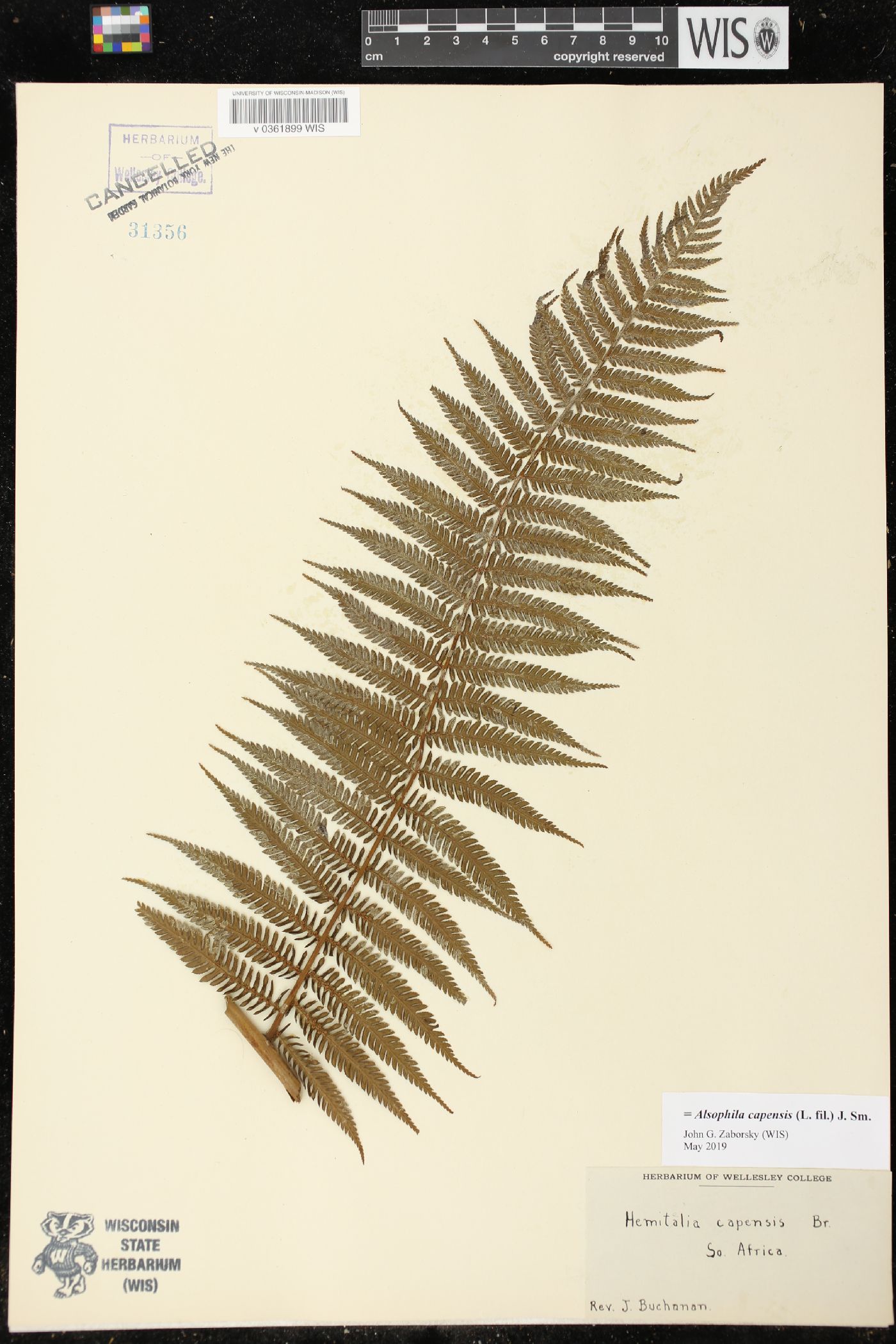 Cyathea capensis image