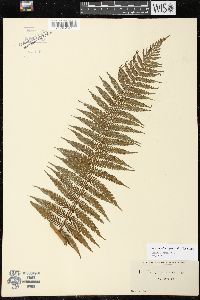Cyathea capensis var. capensis image