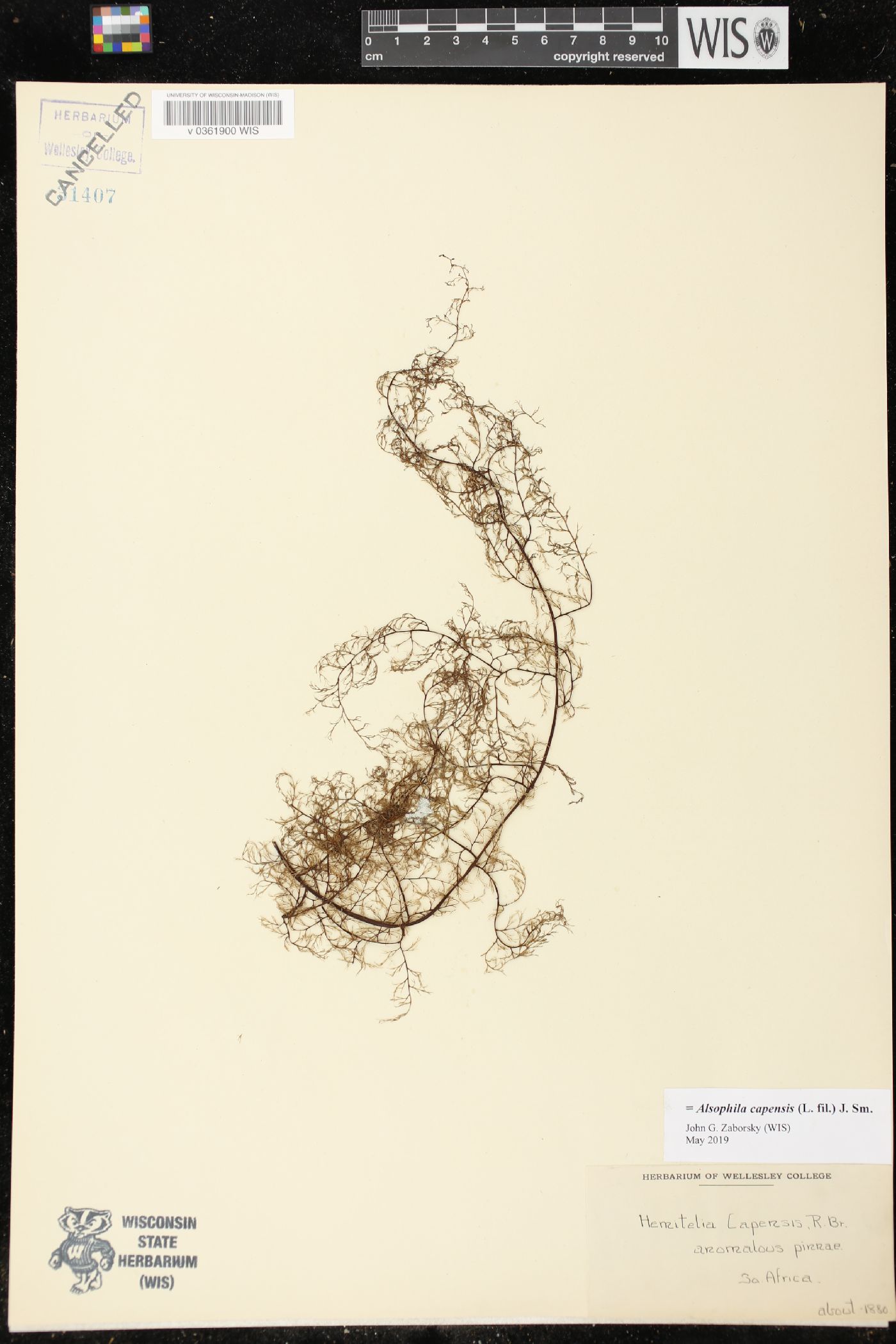 Cyathea capensis image