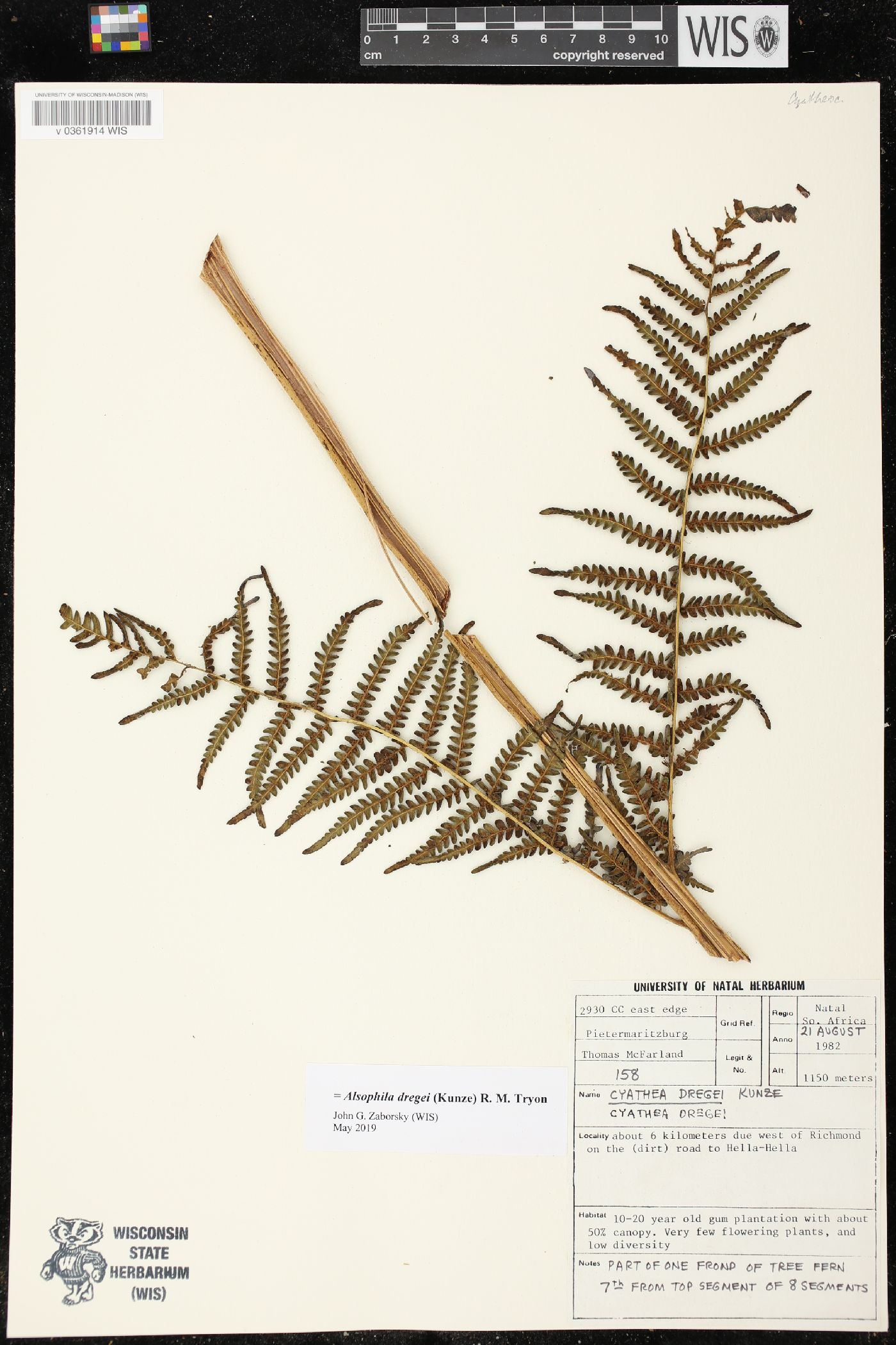 Cyathea dregei image