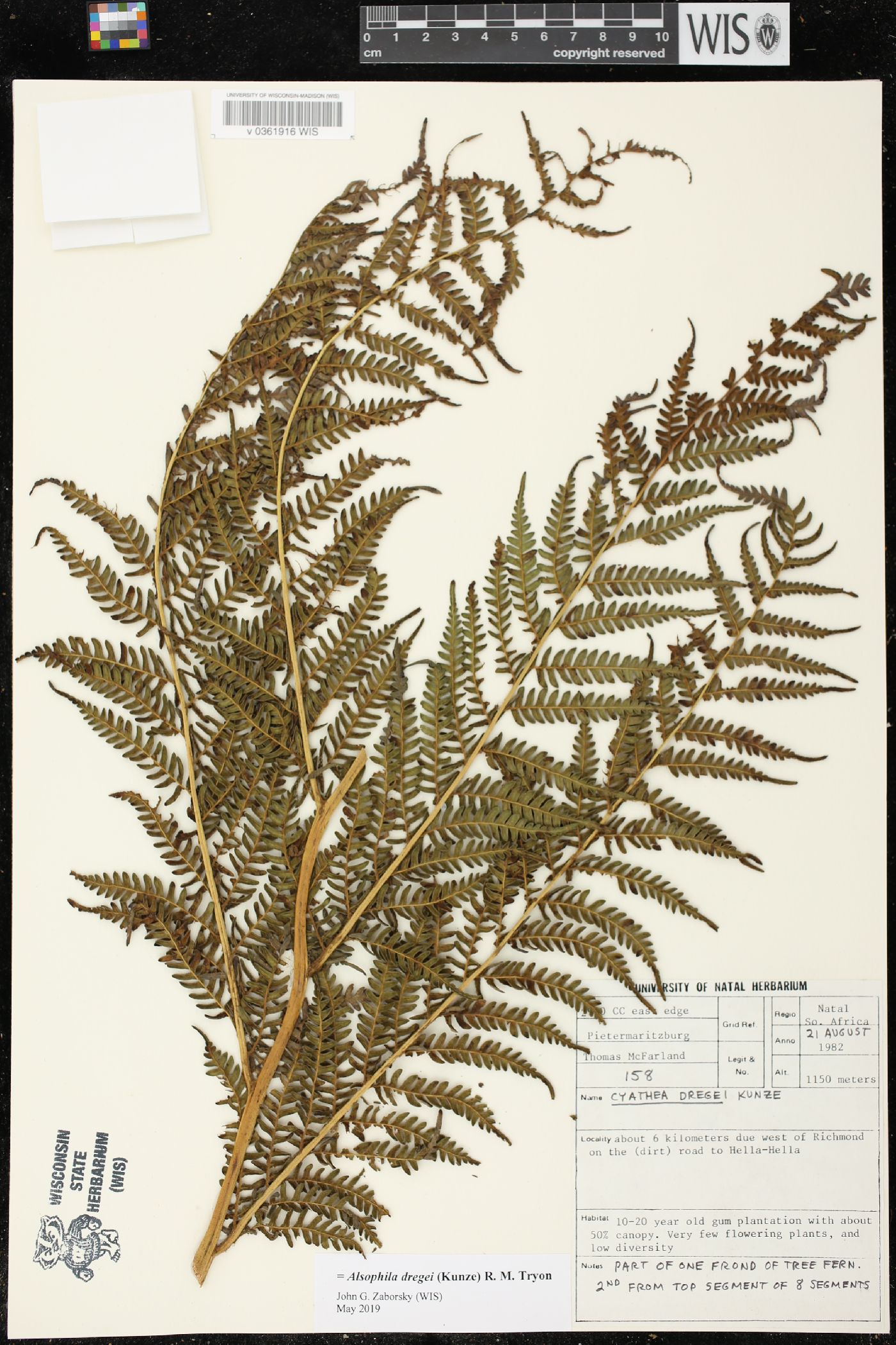 Cyathea dregei image