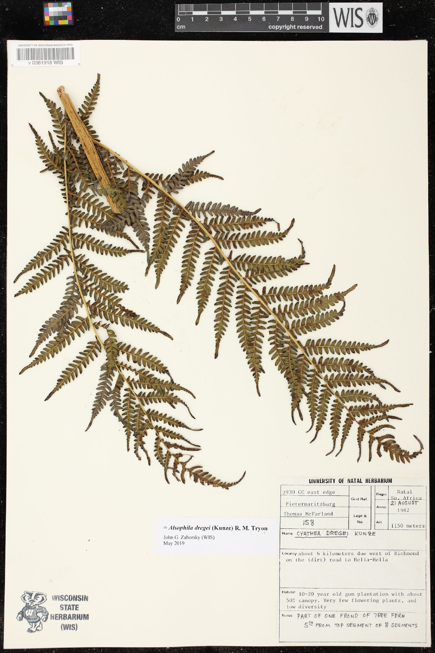 Cyathea dregei image