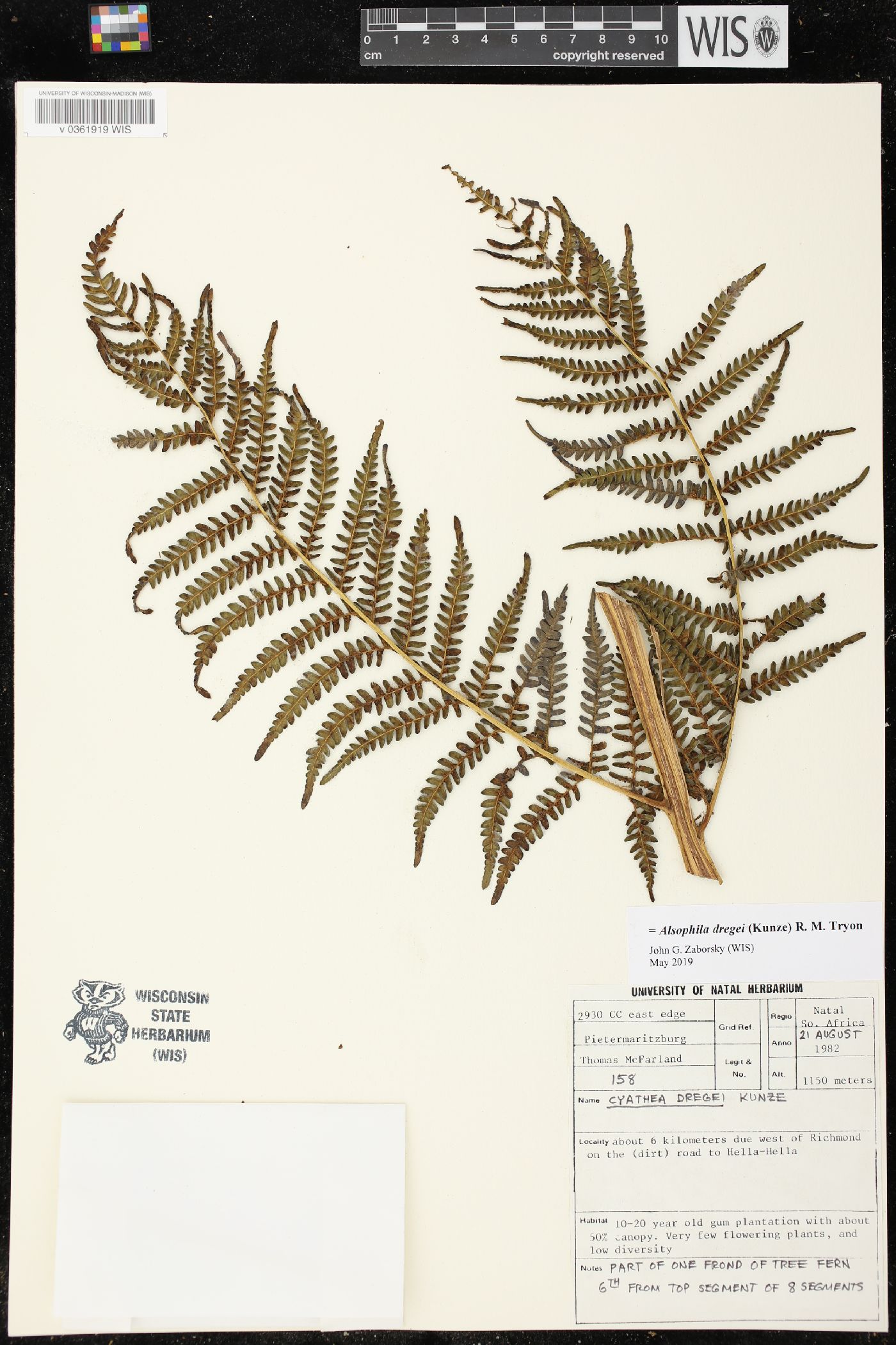 Cyathea dregei image