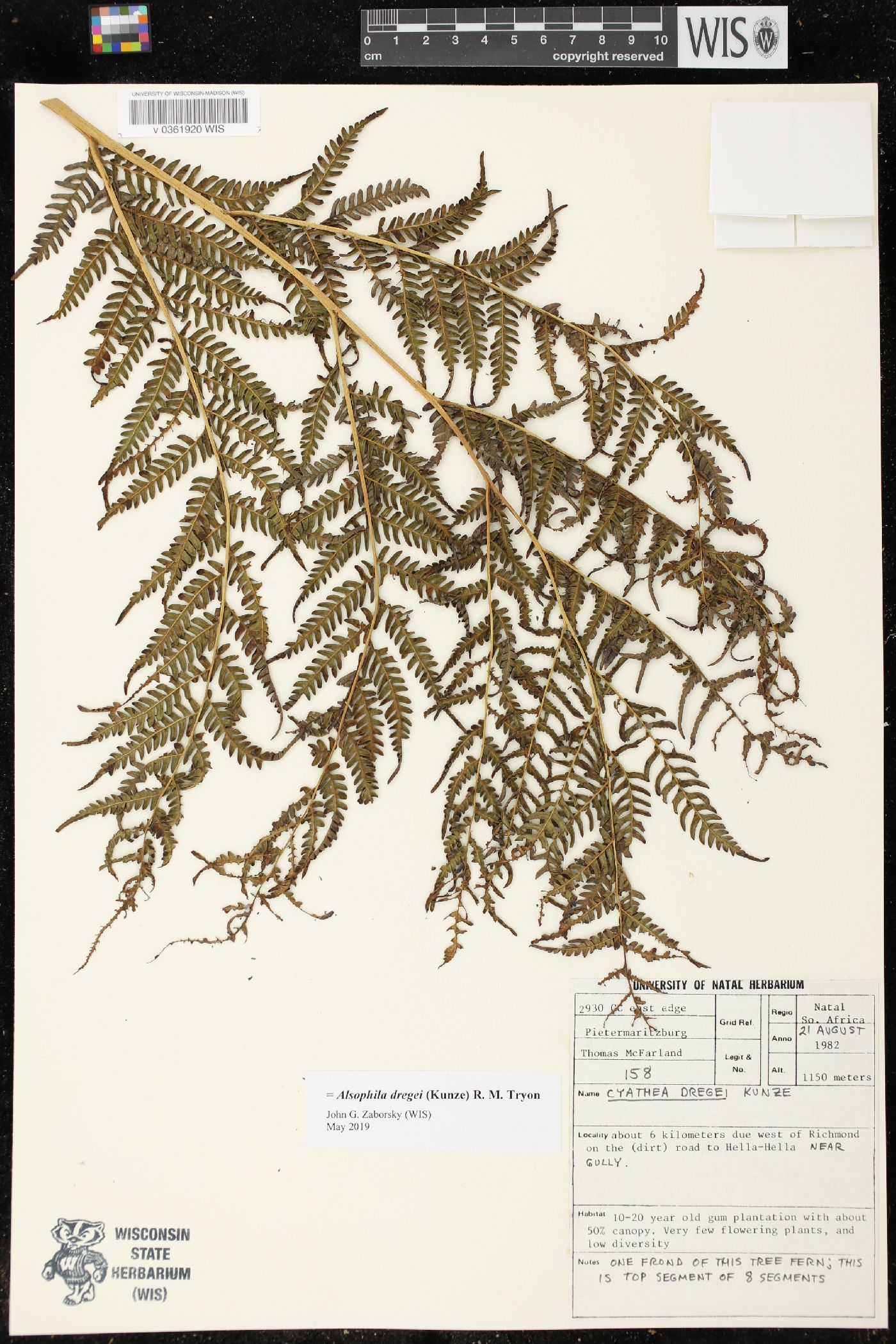 Cyathea dregei image