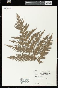 Dicksonia antarctica image