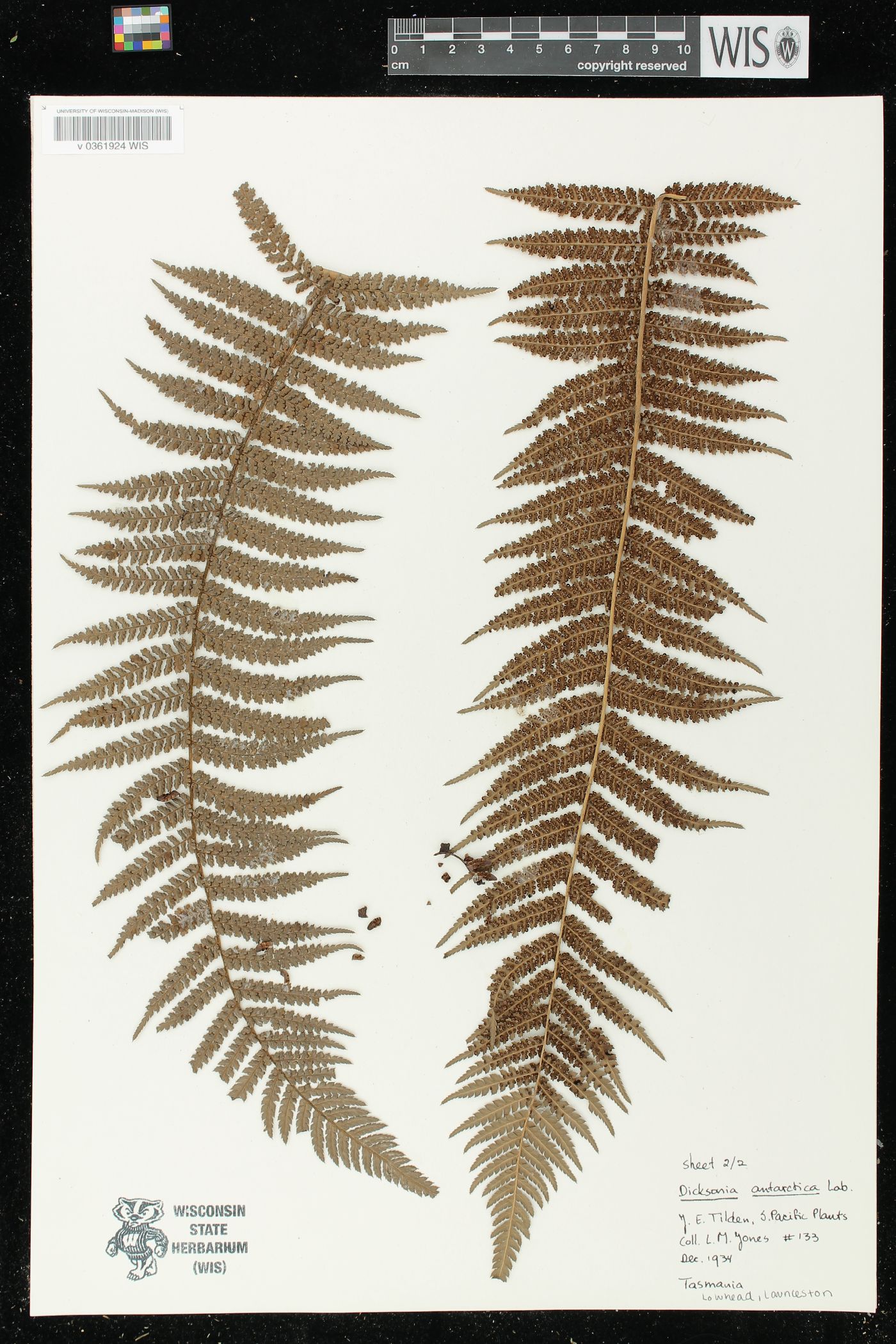 Dicksonia antarctica image