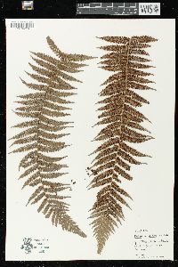 Dicksonia antarctica image