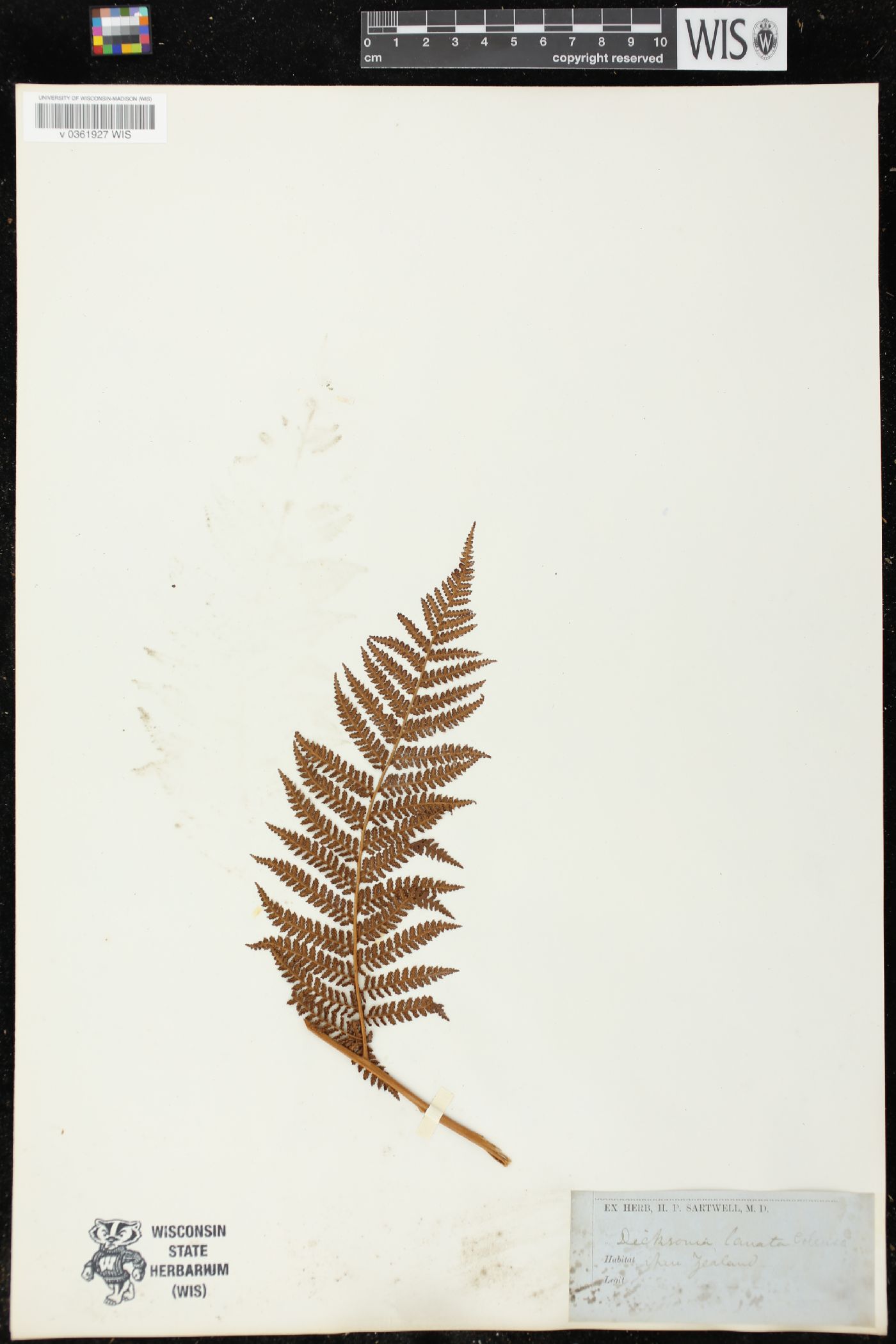 Calochlaena straminea image
