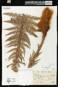 Dicksonia karsteniana image