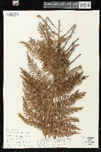 Dicksonia karsteniana image