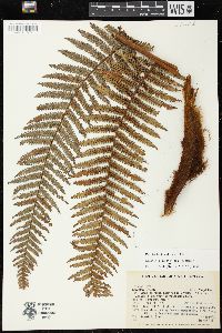 Dicksonia karsteniana image