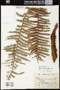 Dicksonia karsteniana image