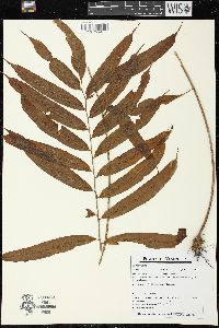 Metaxya rostrata image