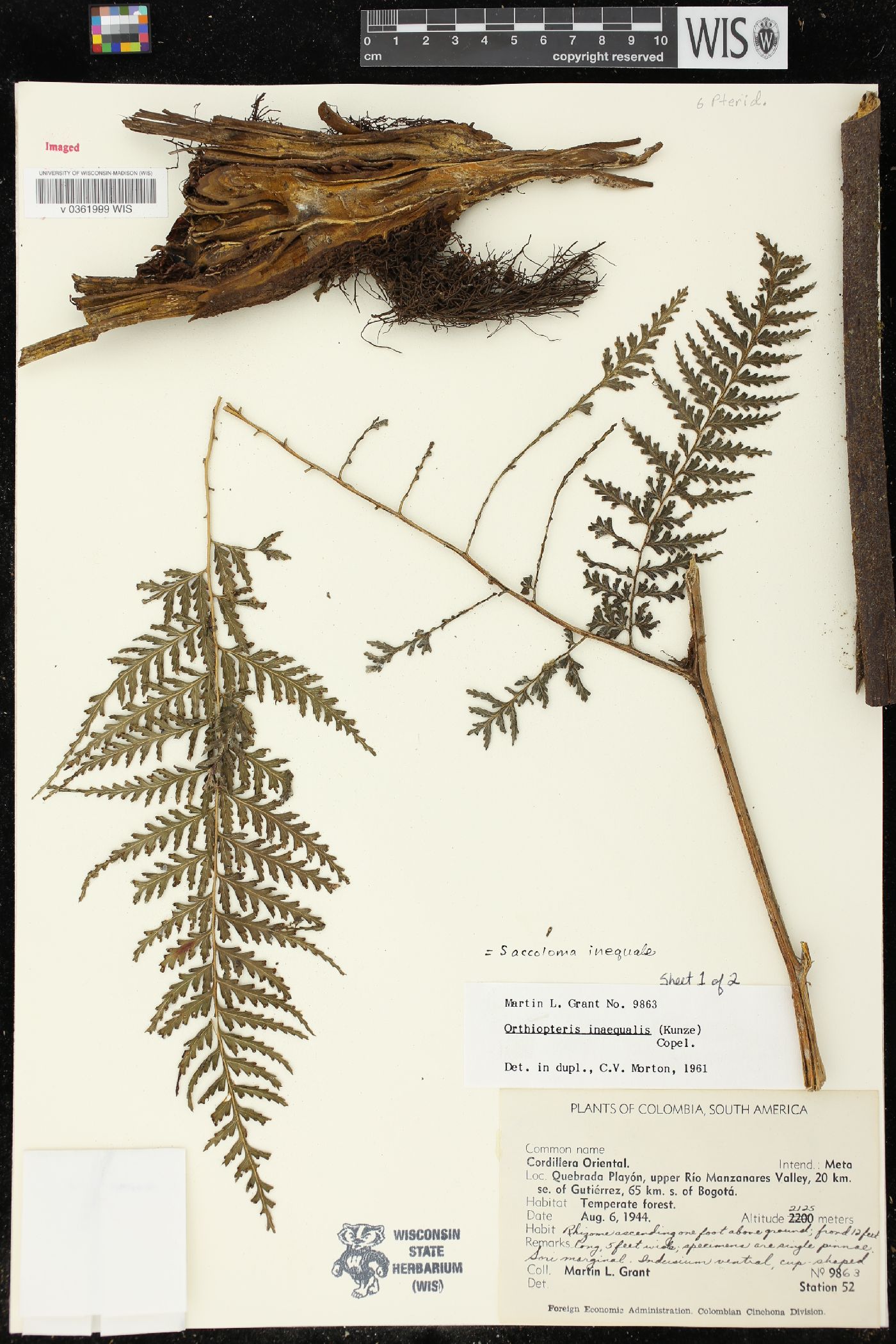 Orthiopteris inaequalis image