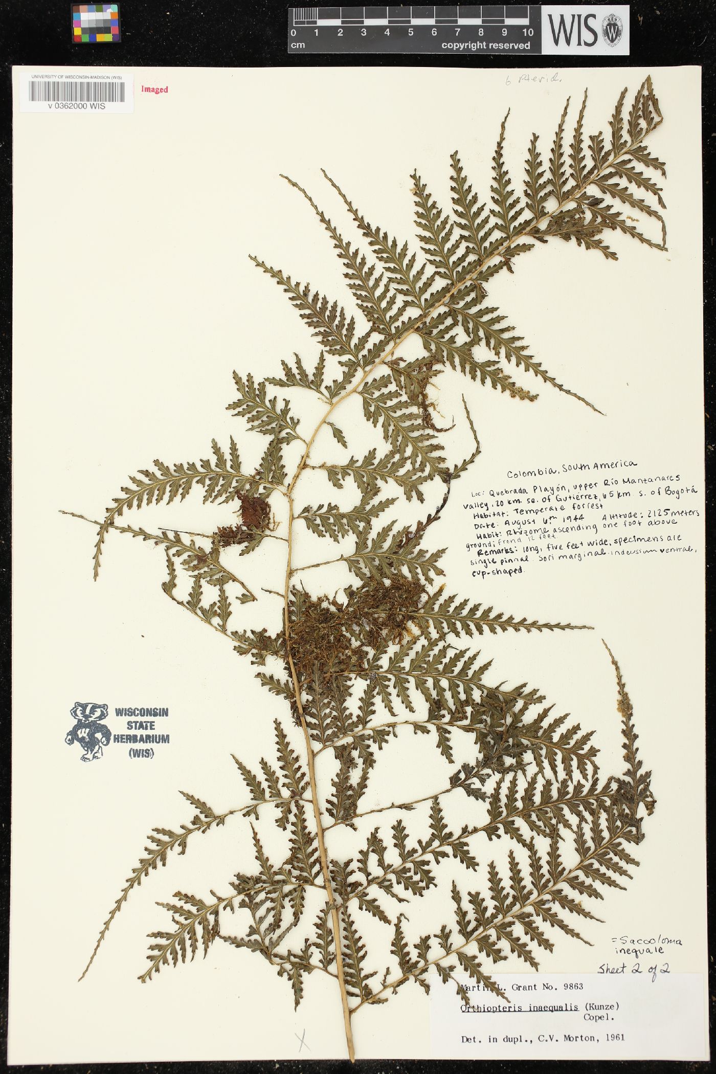 Orthiopteris inaequalis image