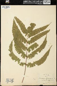 Image of Lindsaea guianensis