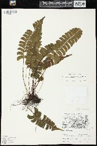 Lindsaea lancea image