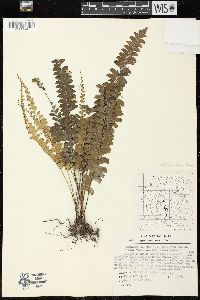 Lindsaea lancea image