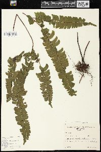 Lindsaea lancea image