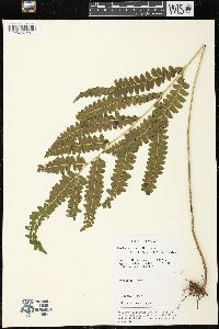 Lindsaea lancea image