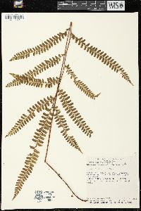 Lindsaea lancea image