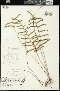 Lindsaea pendula image