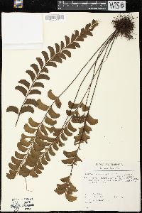 Lindsaea schomburgkii image