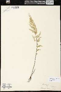 Image of Odontosoria viridis
