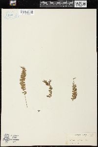 Lindsaea cultrata image